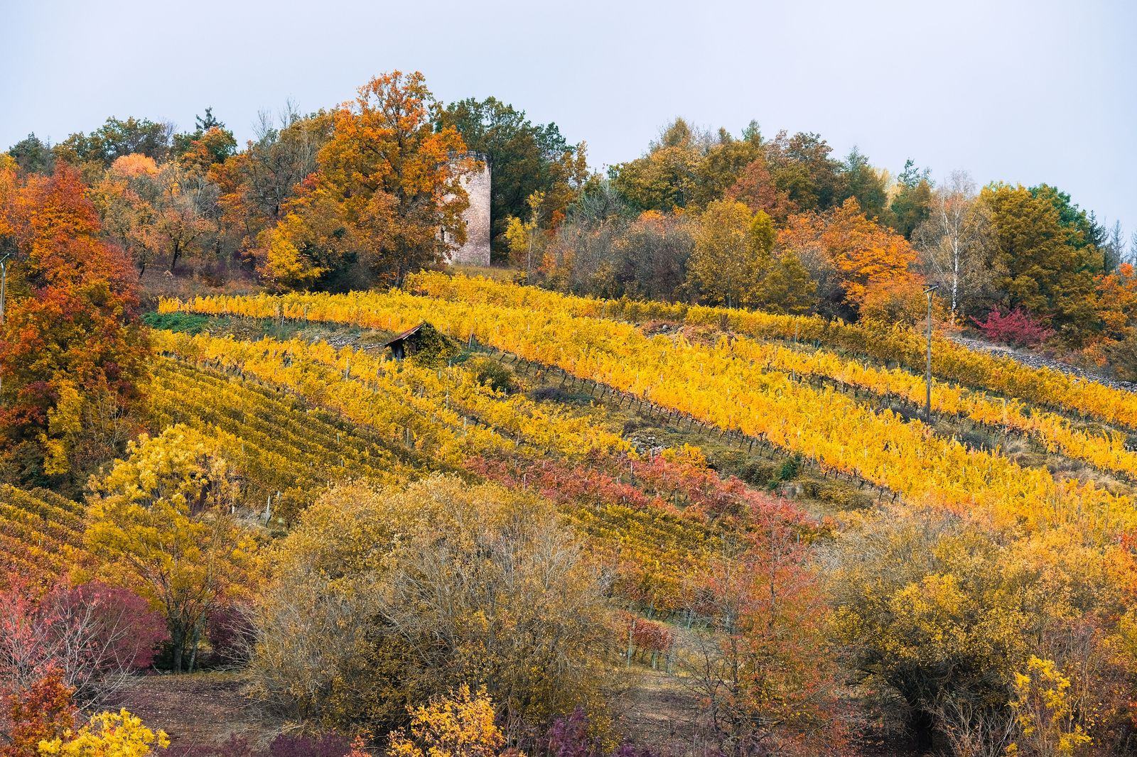 A vineyard on the Niagara bench: the winery day is by the hour, and the chauffeur waits at every estate
